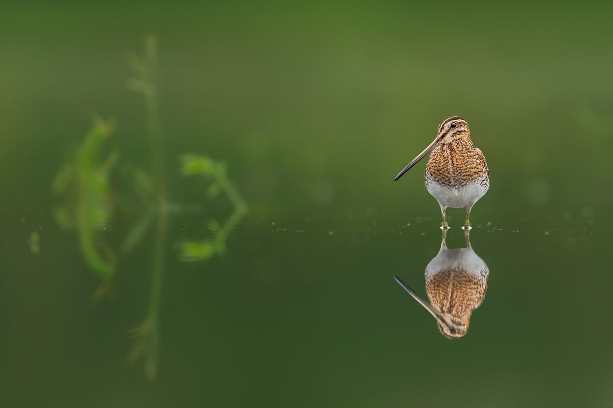 Galerie mit Vogelfotos von Limikolen, fotografiert von Naturfotograf Nicolas Stettler..