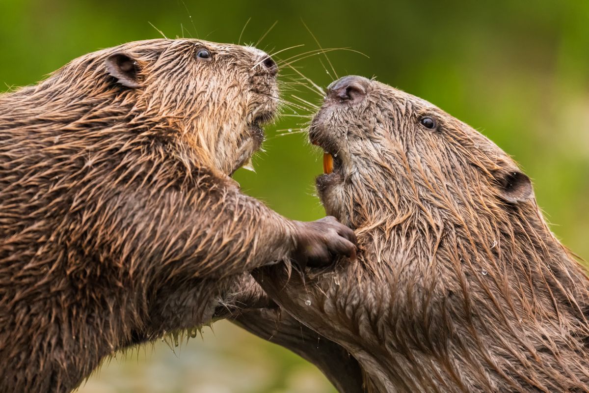 Gallery of fish, photographed by nature photographer Nicolas Stettler.