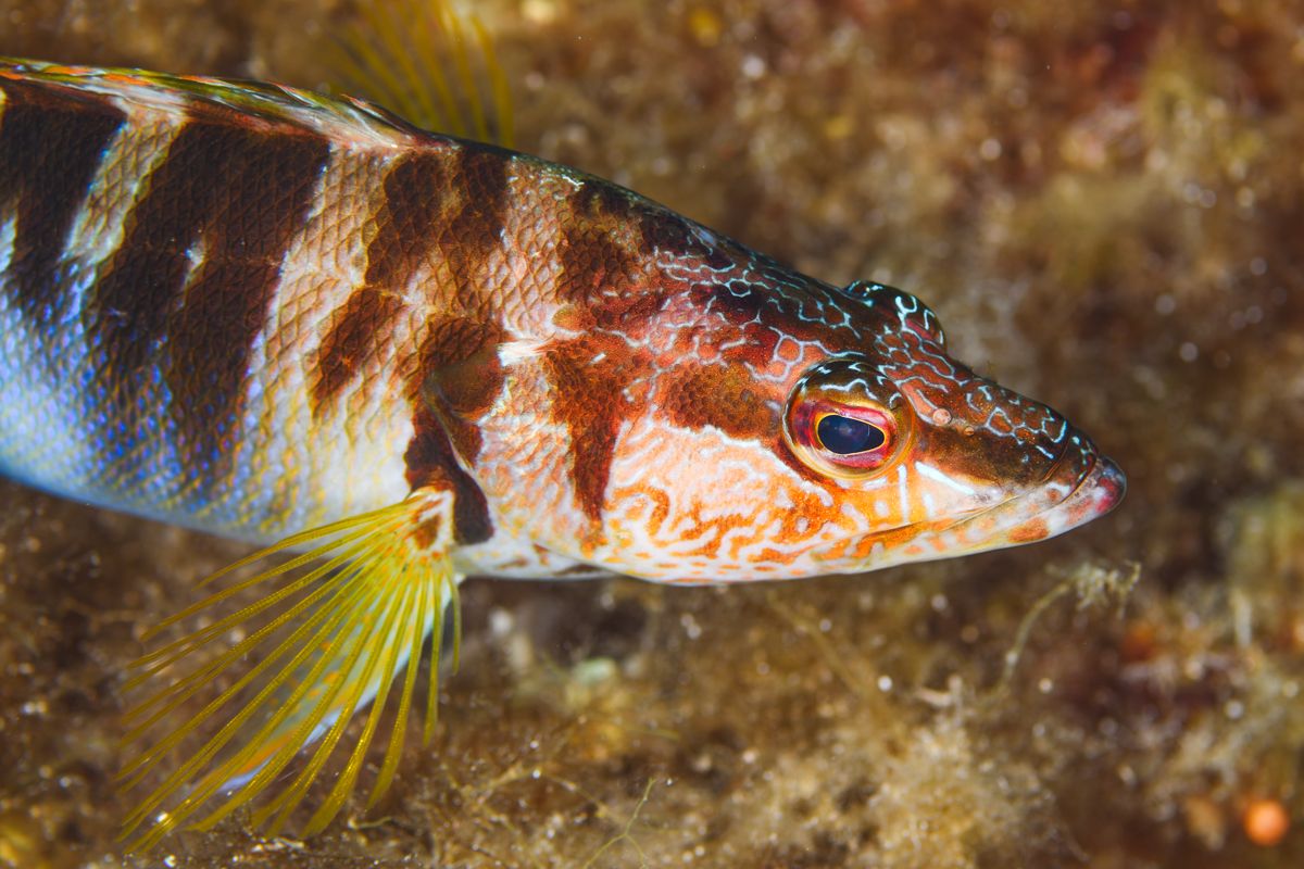 Galerie mit Fotos von Fische, fotografiert von Naturfotograf Nicolas Stettler..