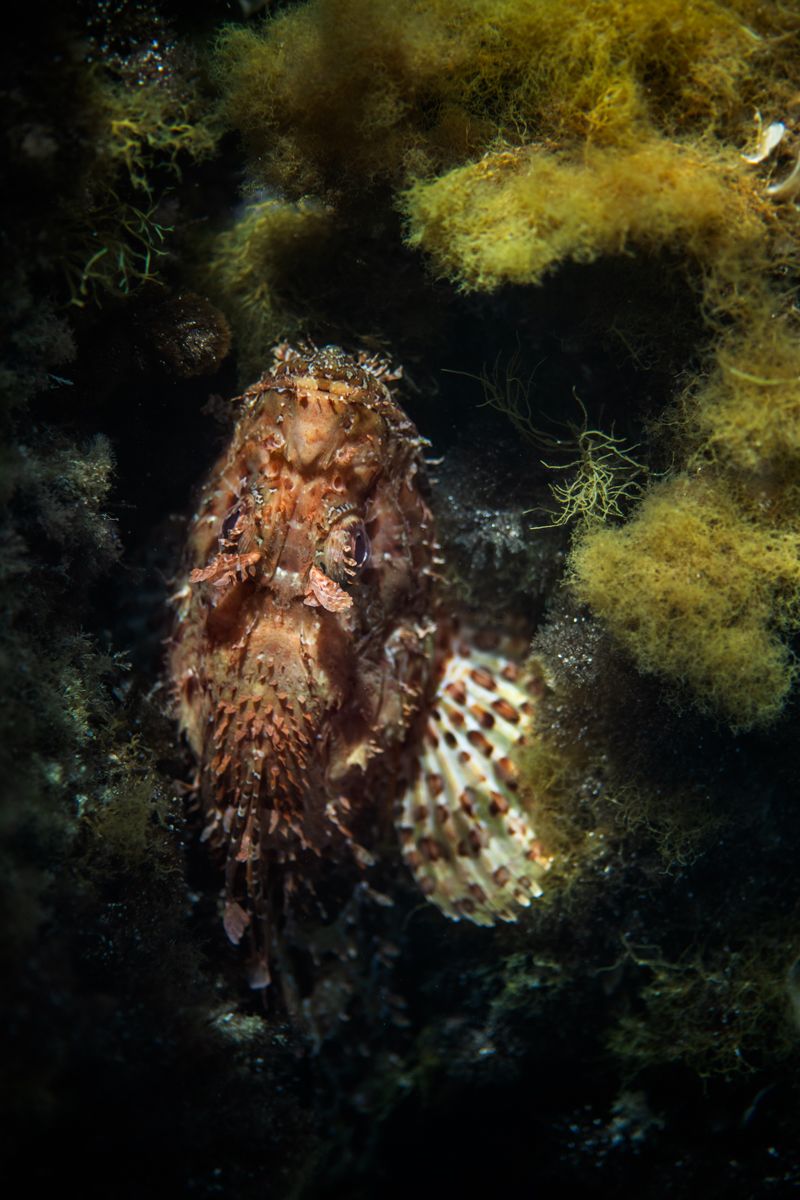 Galerie mit Fotos von Fische, fotografiert von Naturfotograf Nicolas Stettler..