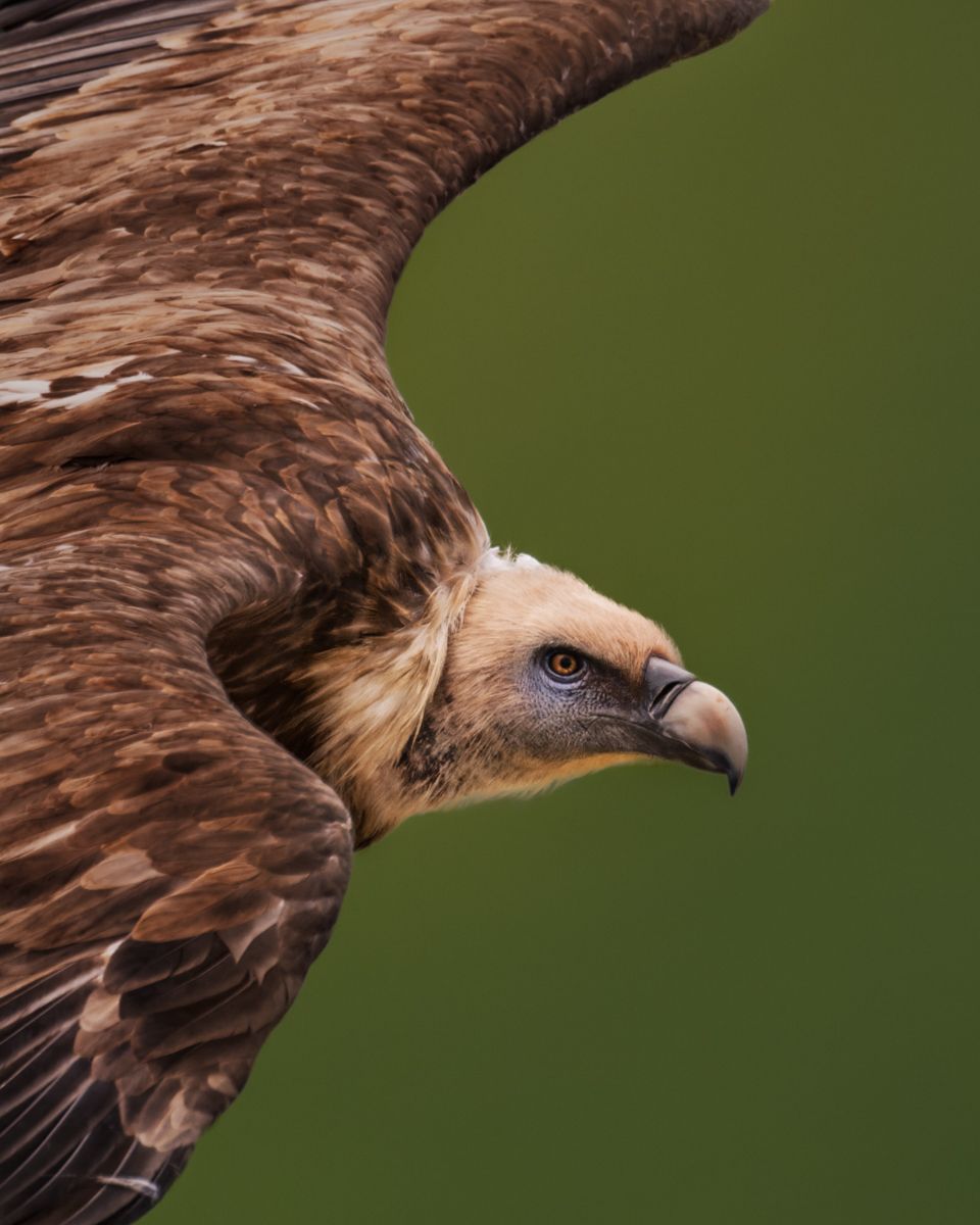 Galerie mit Fotos von Greifvögeln, fotografiert von Naturfotograf Nicolas Stettler.