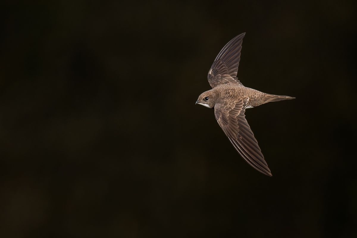 Gallery of swifts and swallows, photographed by nature photographer Nicolas Stettler.