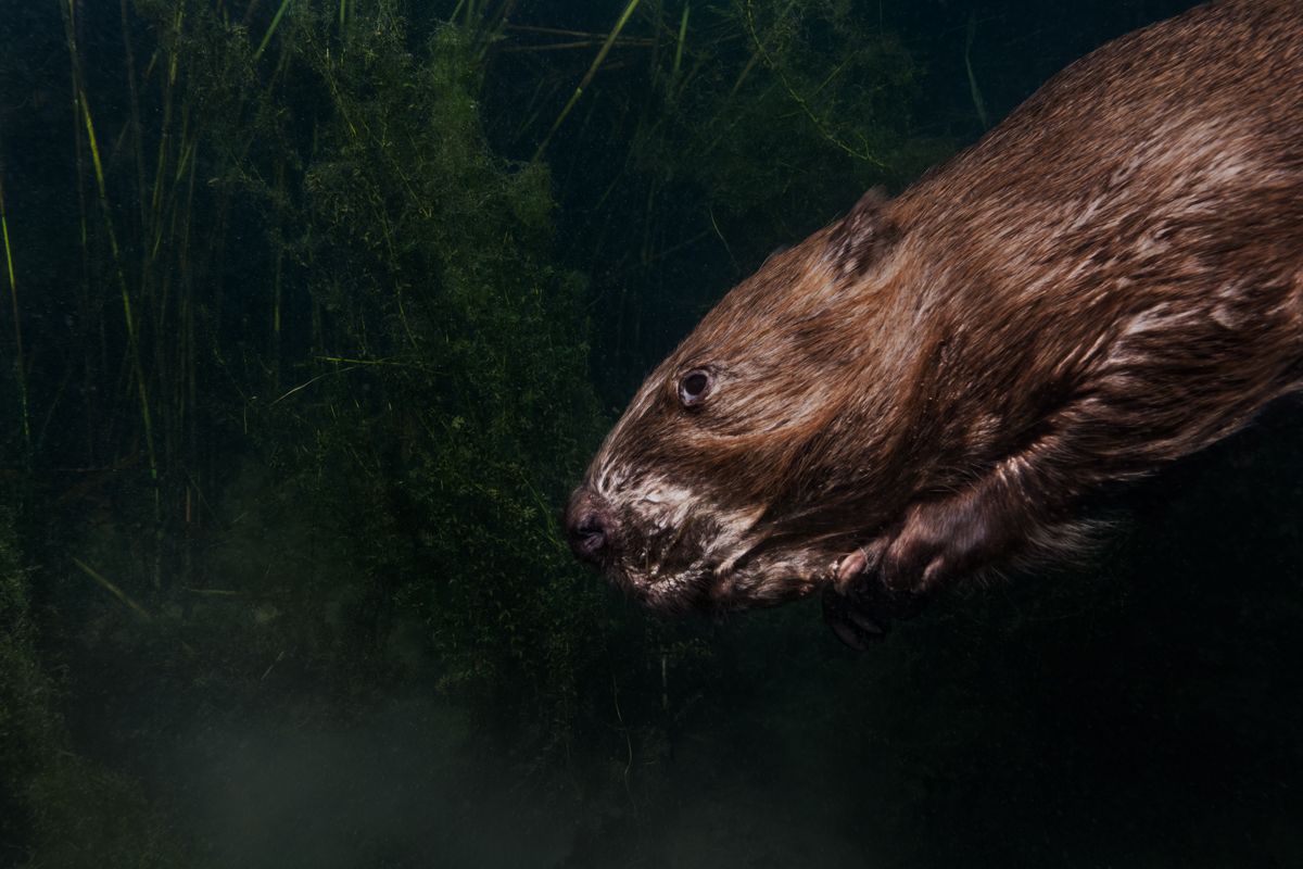 Galerie mit Fotos von Fische, fotografiert von Naturfotograf Nicolas Stettler..