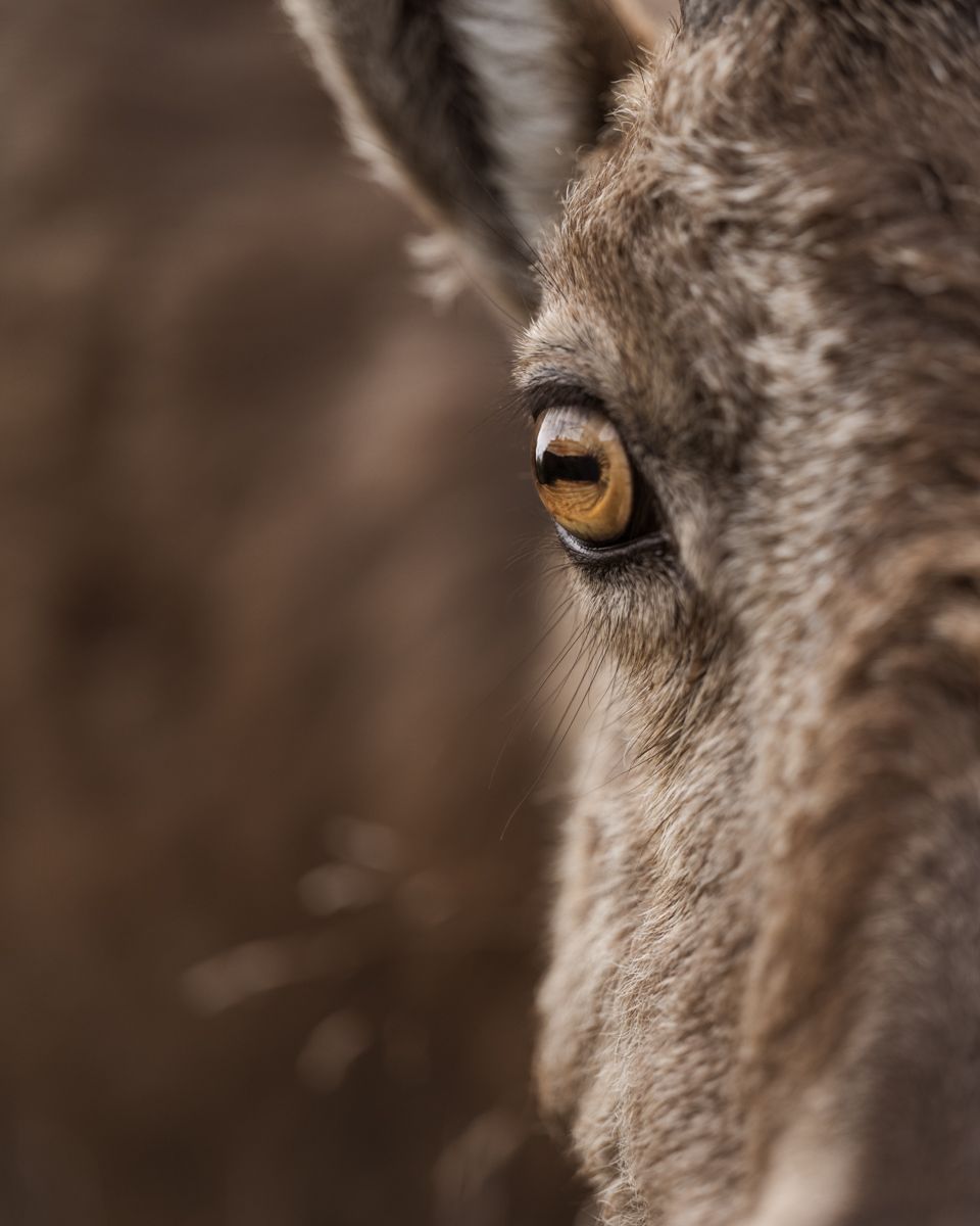 Galerie mit Biber Fotos, fotografiert von Naturfotograf Nicolas Stettler.