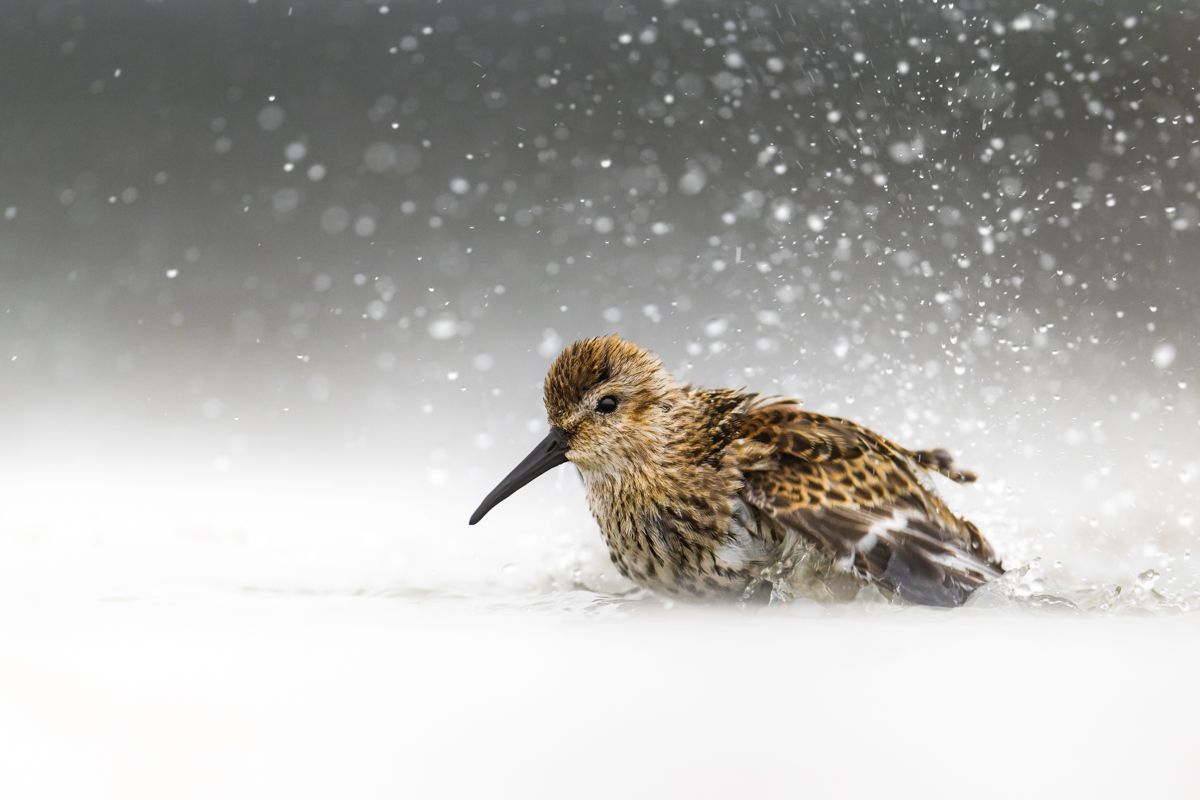 Galerie mit Vogelfotos von Limikolen, fotografiert von Naturfotograf Nicolas Stettler..