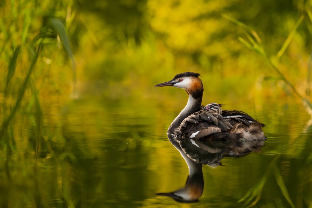 Galerie mit Vogelfotos von Wasservögeln, fotografiert von Naturfotograf Nicolas Stettler..