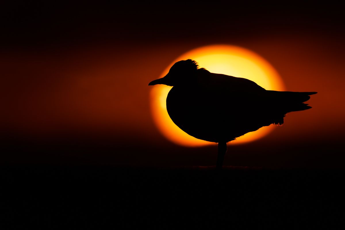 Gallery of water birds images of nature photographer Nicolas Stettler.