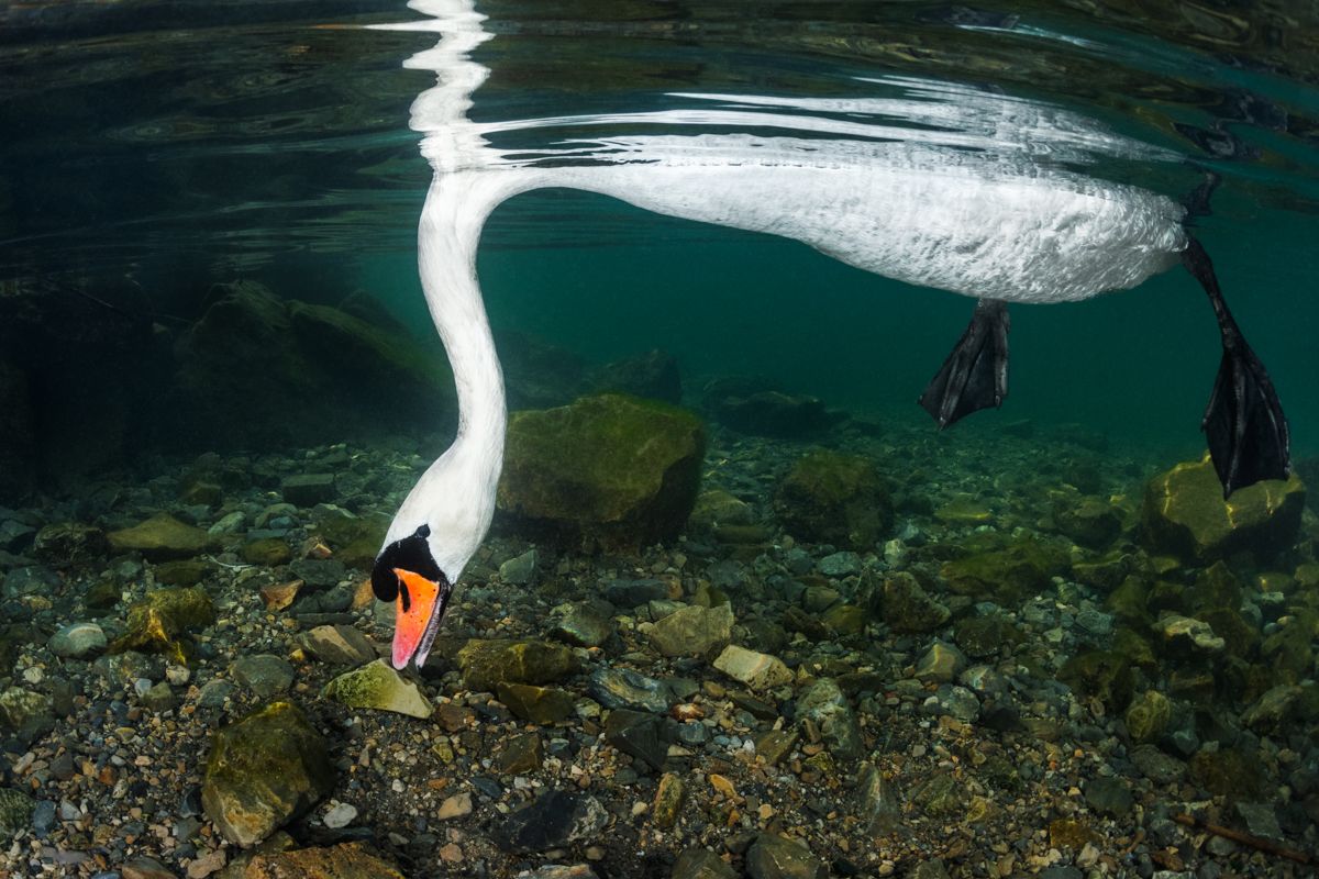 Gallery of water birds images of nature photographer Nicolas Stettler.