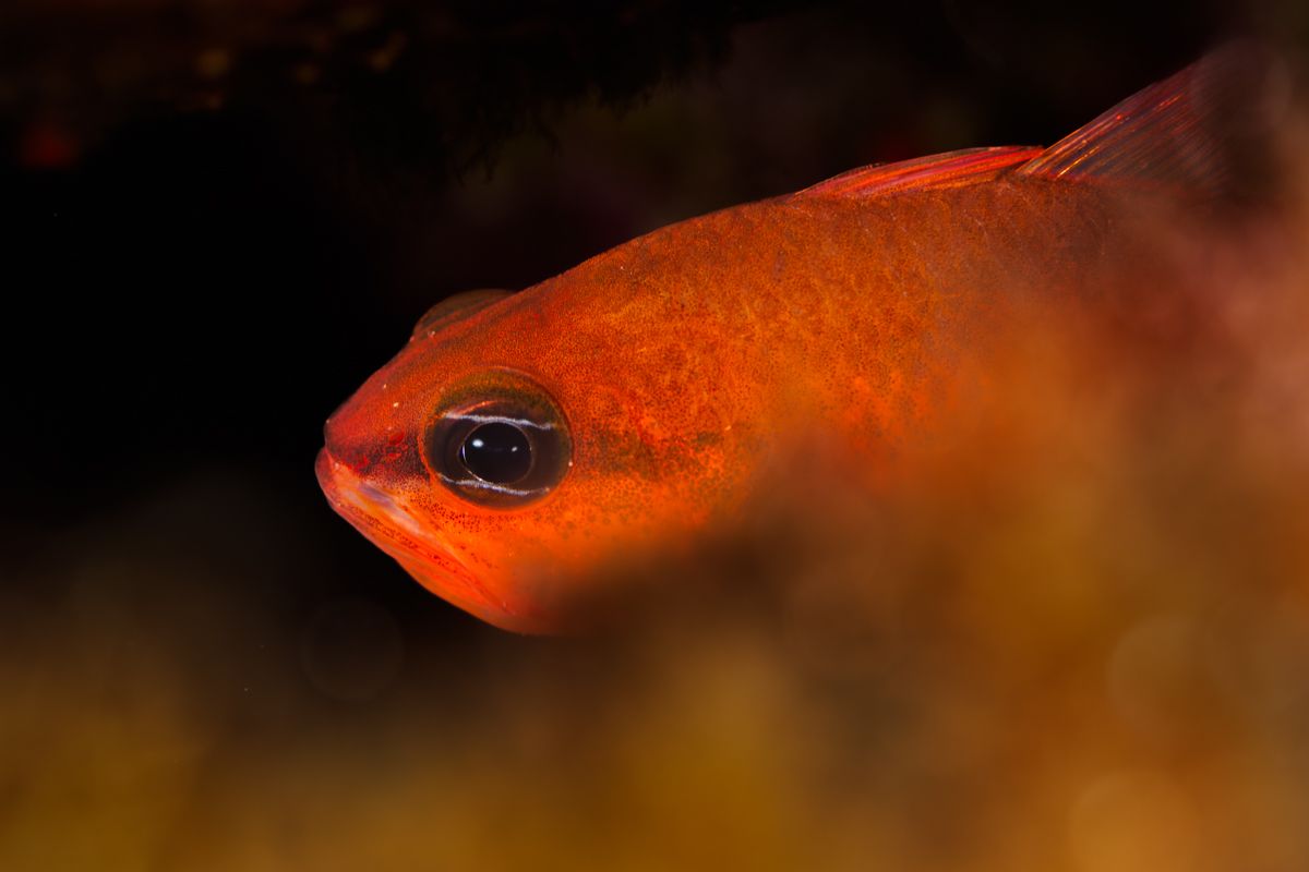 Galerie mit Fotos von Fische, fotografiert von Naturfotograf Nicolas Stettler..