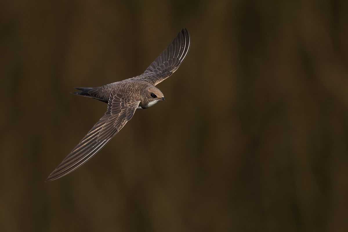 Gallery of swifts and swallows, photographed by nature photographer Nicolas Stettler.