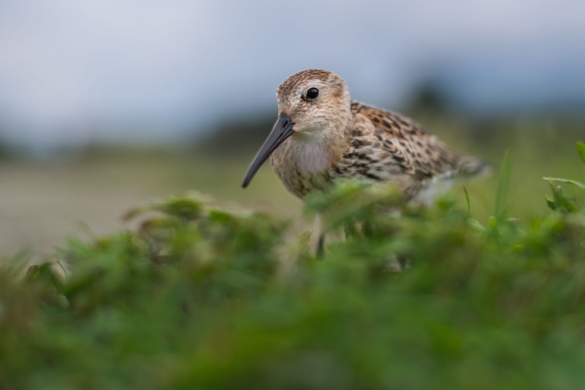 Galerie mit Vogelfotos von Limikolen, fotografiert von Naturfotograf Nicolas Stettler..