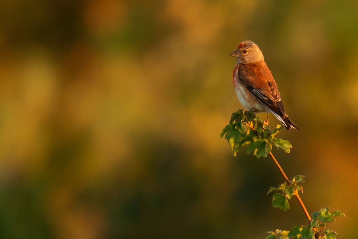 Gallery of songbirds, photographed by nature photographer Nicolas Stettler.