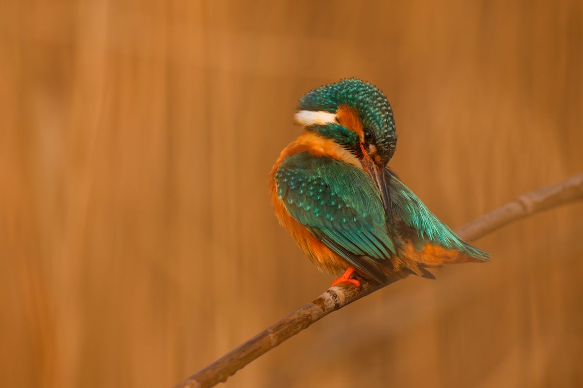 Gallery of water birds images of nature photographer Nicolas Stettler.