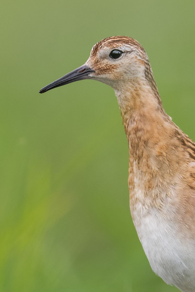 Galerie mit Vogelfotos von Limikolen, fotografiert von Naturfotograf Nicolas Stettler..