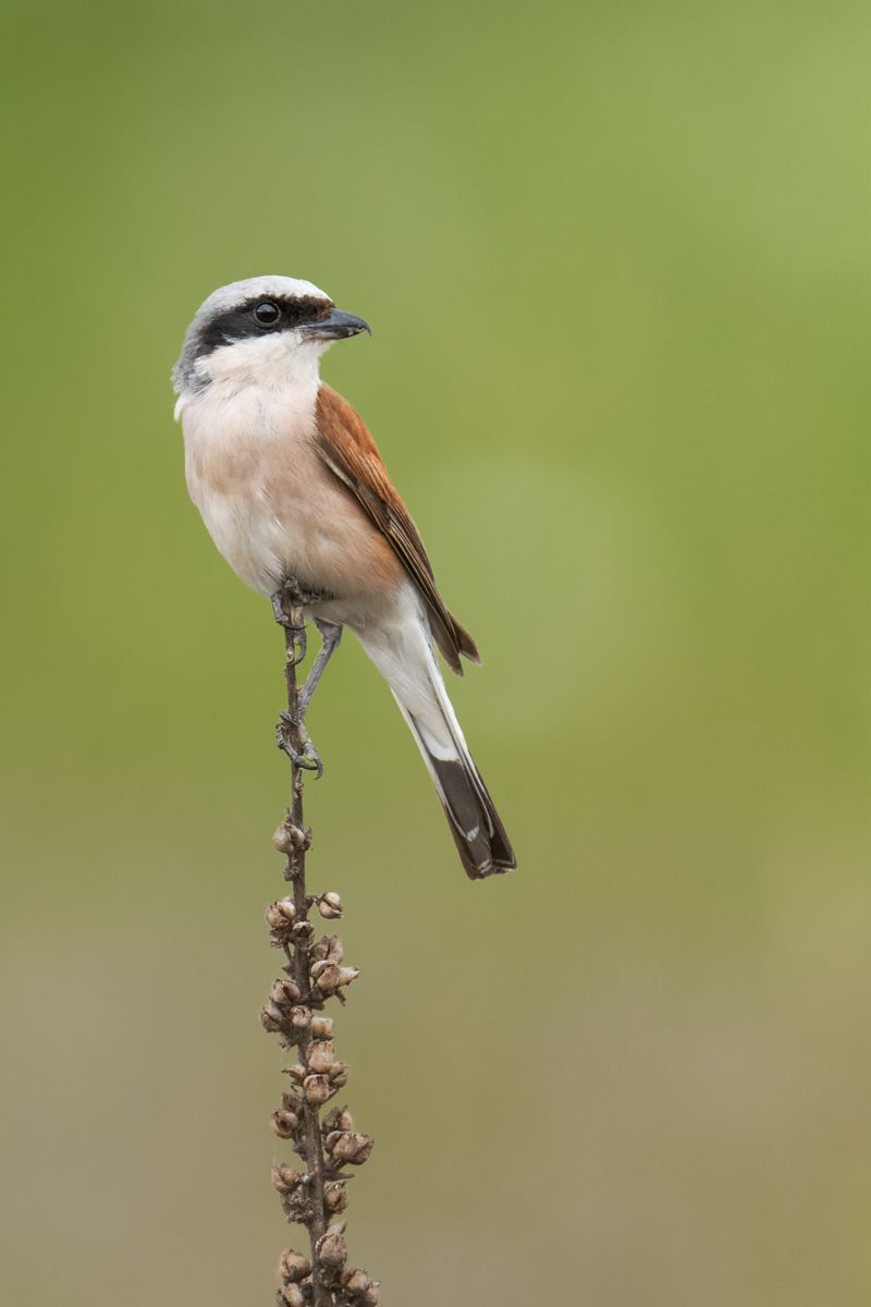 Gallery of songbirds, photographed by nature photographer Nicolas Stettler.