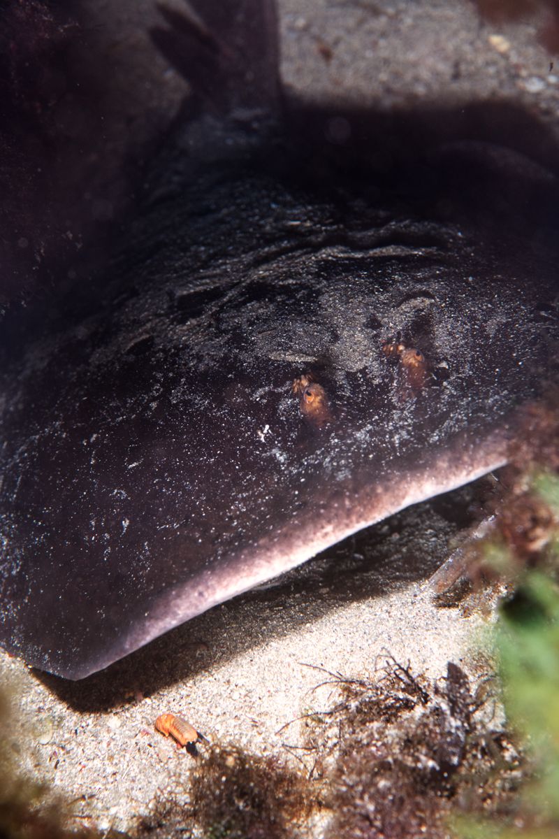 Galerie mit Fotos von Fische, fotografiert von Naturfotograf Nicolas Stettler..