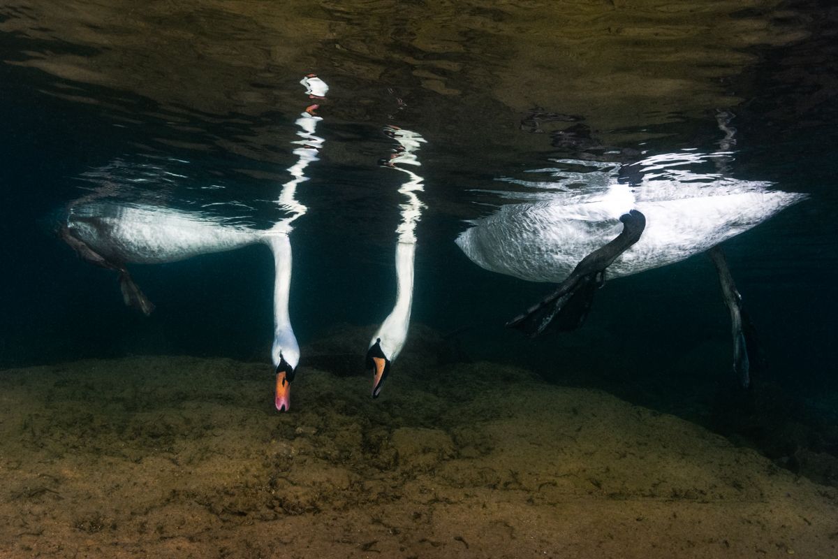 Galerie mit Vogelfotos von Wasservögeln, fotografiert von Naturfotograf Nicolas Stettler..