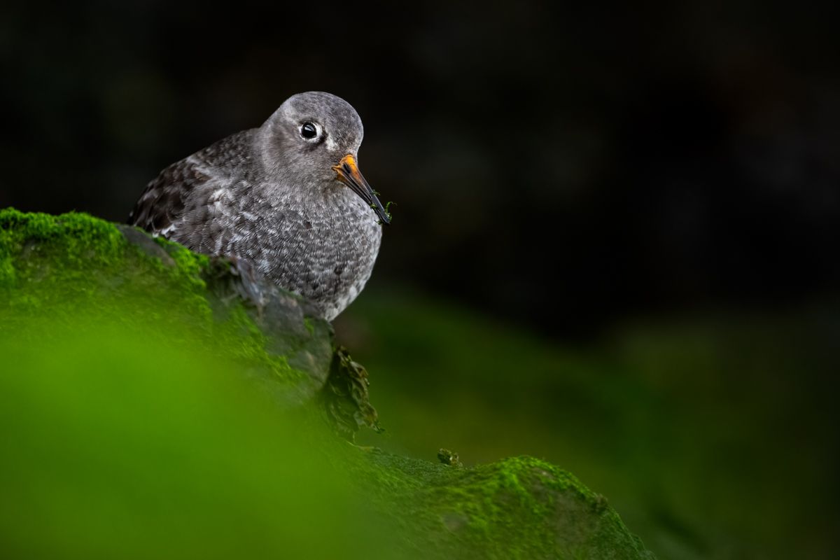 Galerie mit Vogelfotos von Limikolen, fotografiert von Naturfotograf Nicolas Stettler..