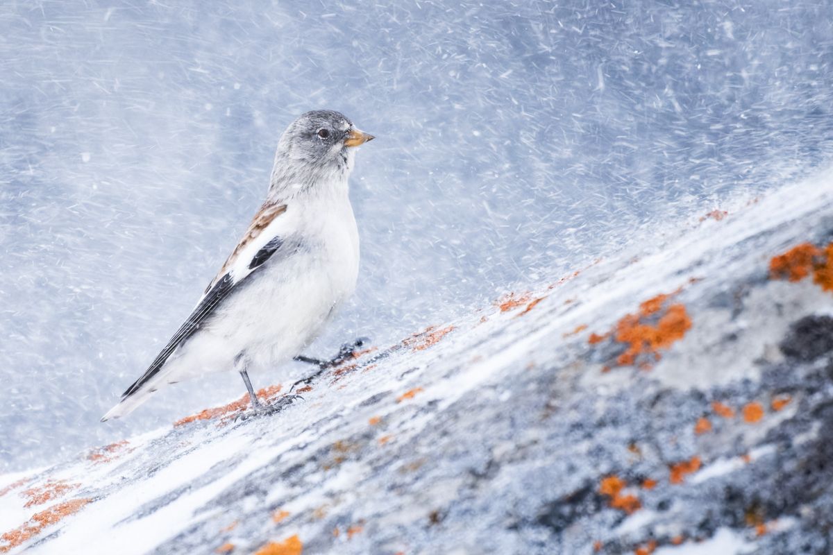 Gallery of songbirds, photographed by nature photographer Nicolas Stettler.