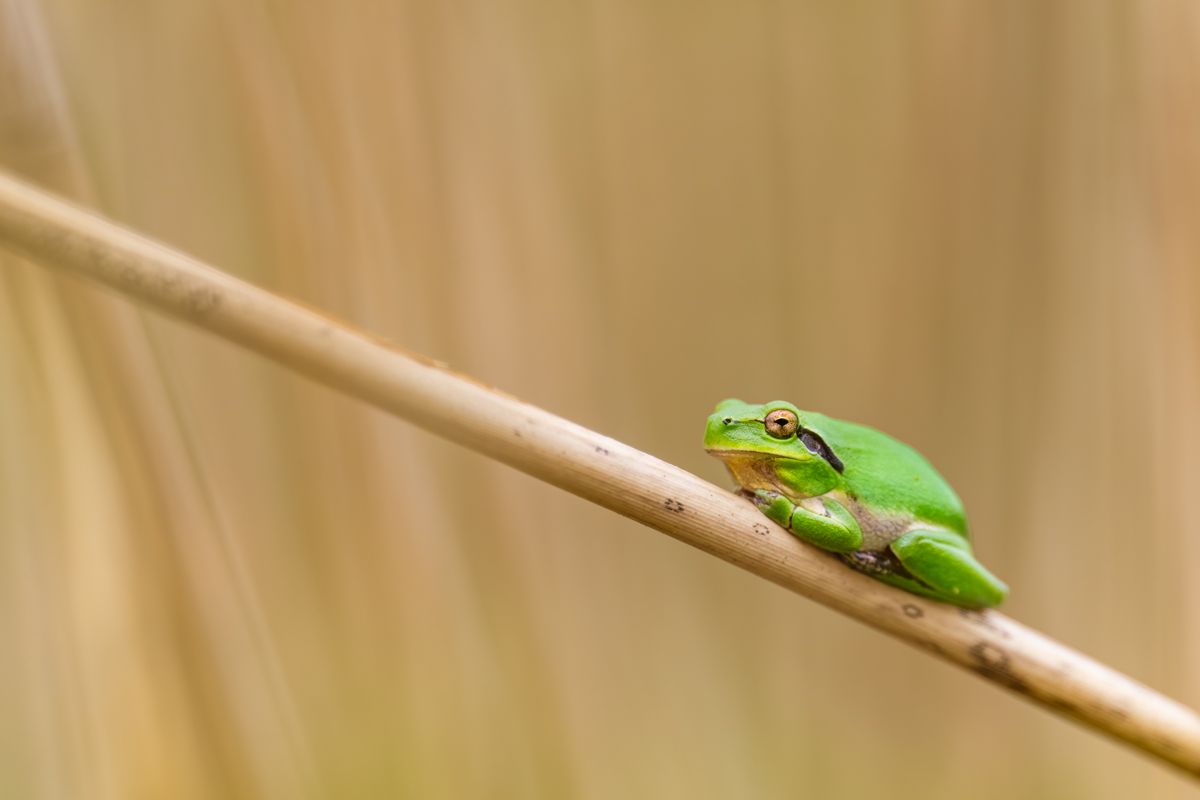 Galerie mit Vogelfotos von Insekten, fotografiert von Naturfotograf Nicolas Stettler..