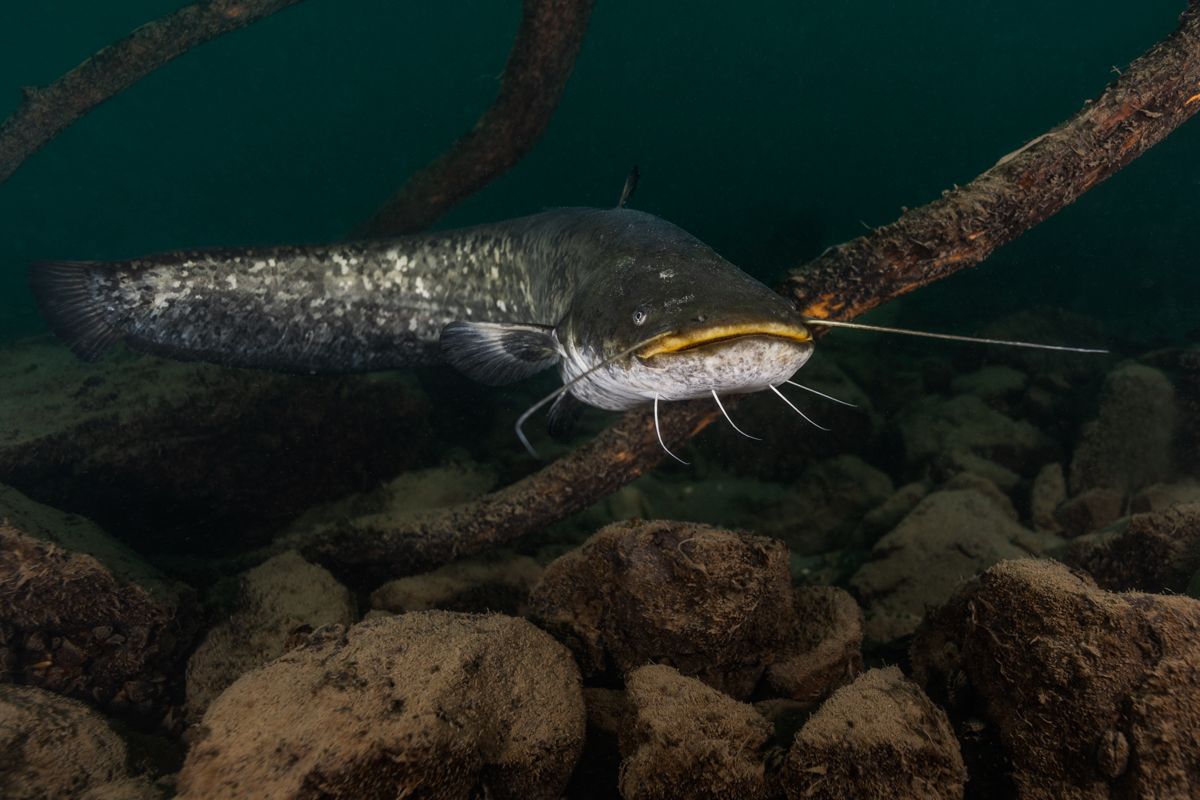 Galerie mit Fotos von Fische, fotografiert von Naturfotograf Nicolas Stettler..