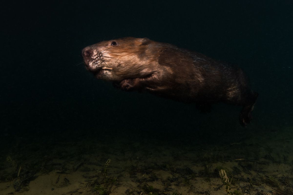 Galerie mit Fotos von Fische, fotografiert von Naturfotograf Nicolas Stettler..