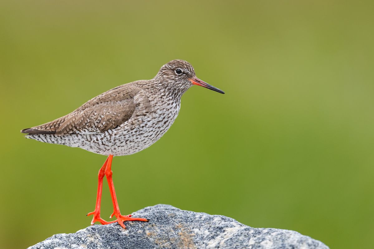 Galerie mit Vogelfotos von Limikolen, fotografiert von Naturfotograf Nicolas Stettler..