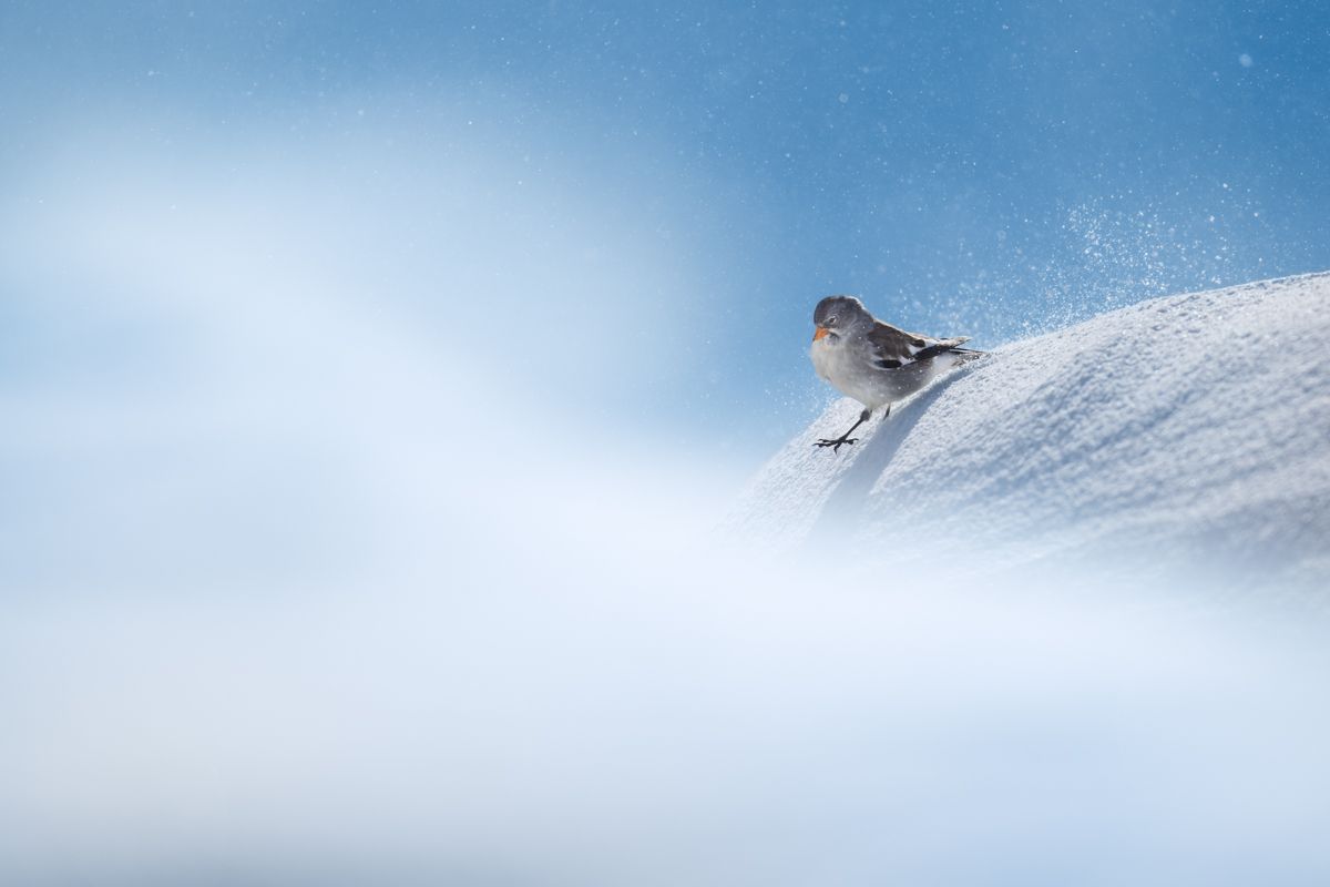 Gallery of songbirds, photographed by nature photographer Nicolas Stettler.