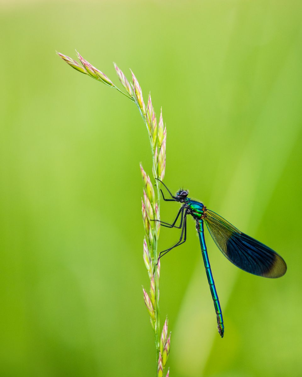 Gallery of macro images of nature photographer Nicolas Stettler.