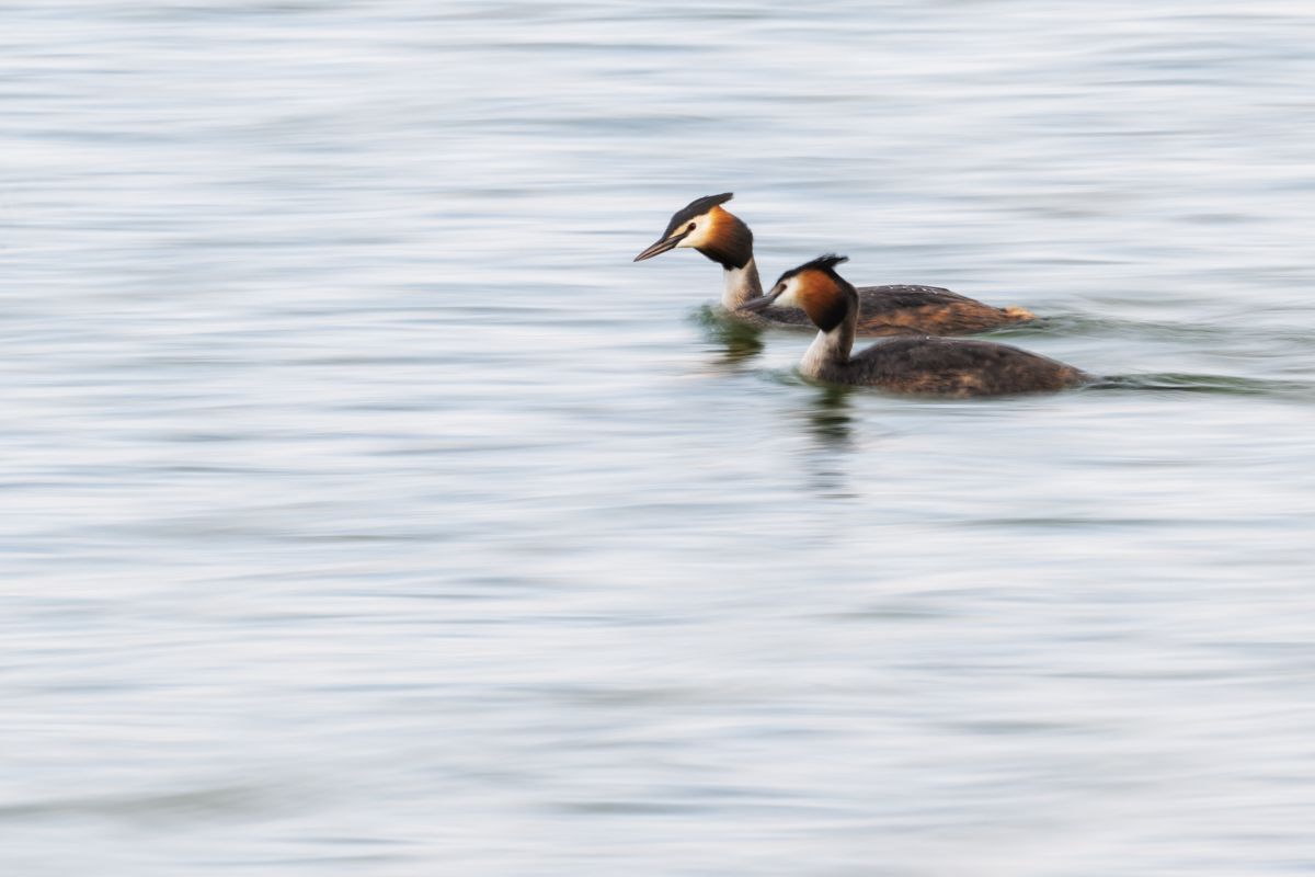 Gallery of water birds images of nature photographer Nicolas Stettler.