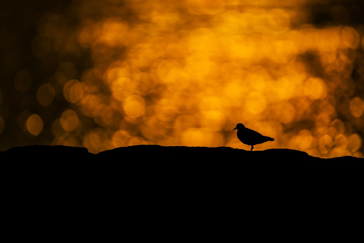 Galerie mit Vogelfotos von Limikolen, fotografiert von Naturfotograf Nicolas Stettler..