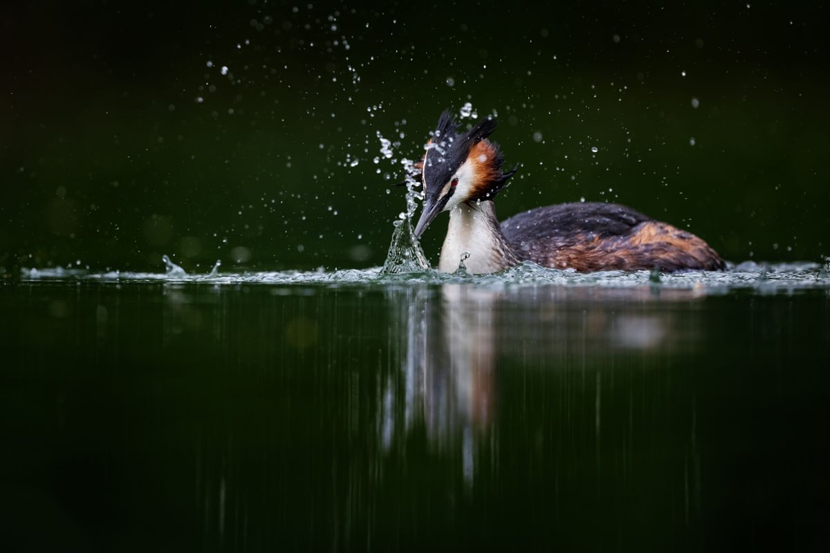 Galerie mit Vogelfotos von Wasservögeln, fotografiert von Naturfotograf Nicolas Stettler..