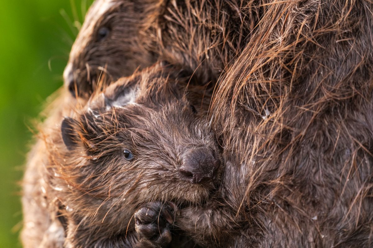 Gallery of fish, photographed by nature photographer Nicolas Stettler.