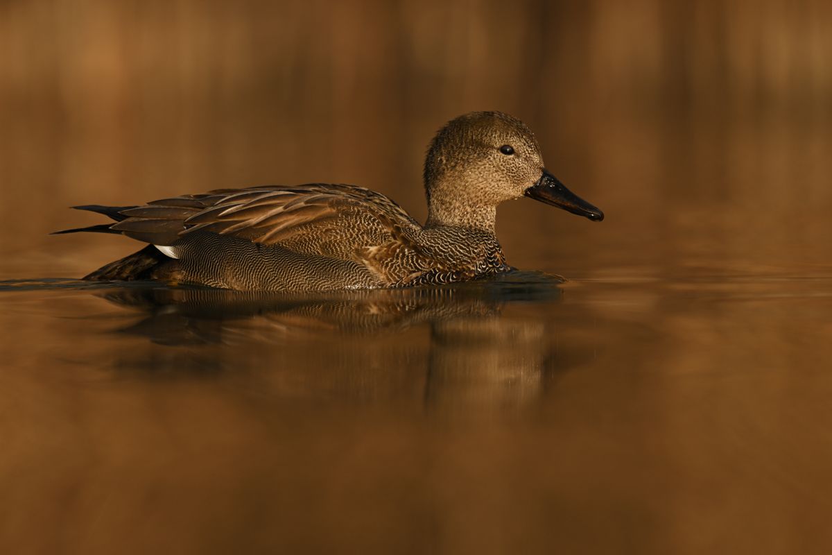 Galerie mit Vogelfotos von Wasservögeln, fotografiert von Naturfotograf Nicolas Stettler..