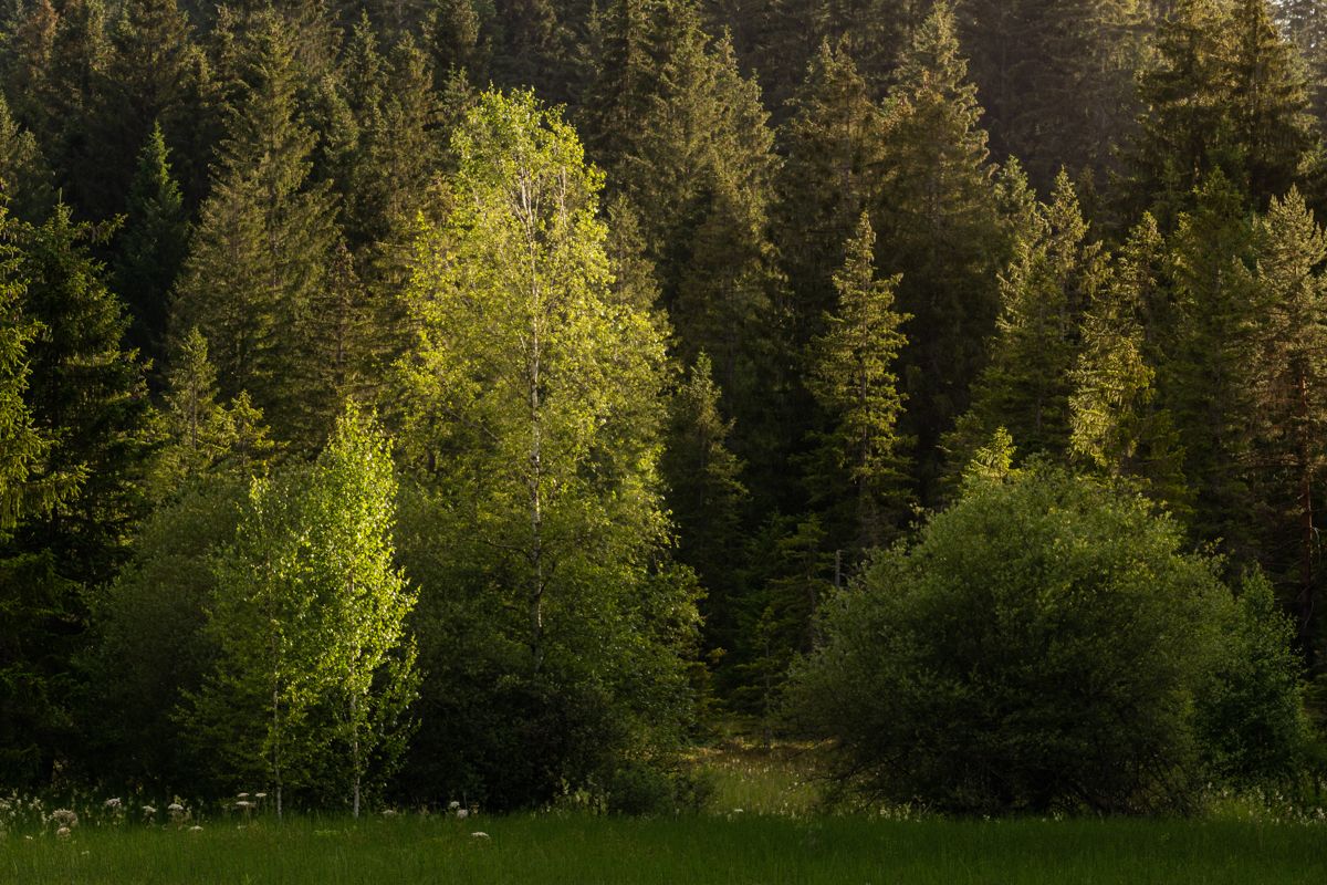 Galerie mit Landschaftsfotos von Naturfotograf Nicolas Stettler.