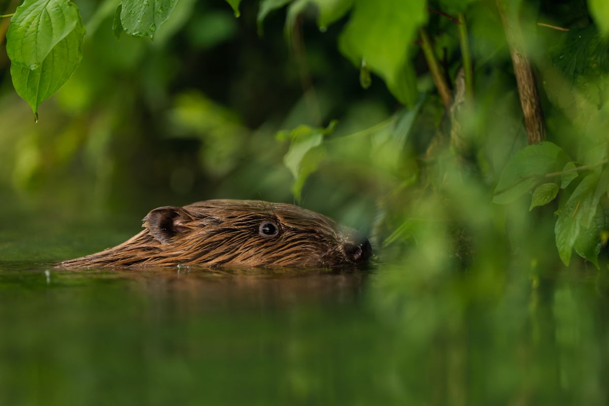 Gallery of fish, photographed by nature photographer Nicolas Stettler.