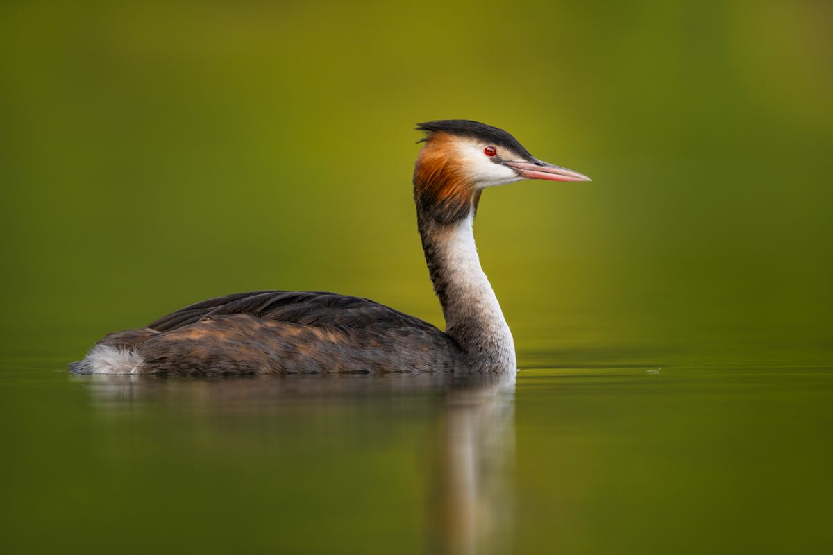 Galerie mit Vogelfotos von Wasservögeln, fotografiert von Naturfotograf Nicolas Stettler..