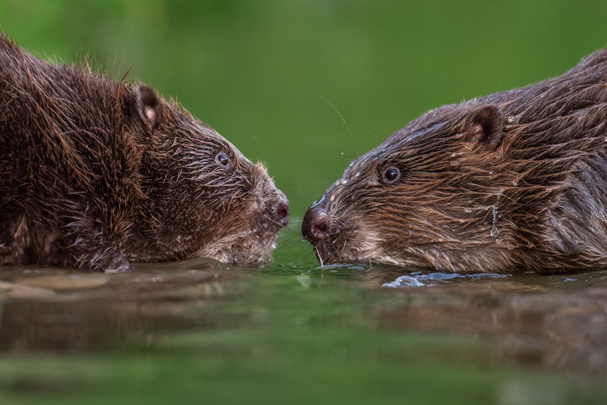 Gallery of fish, photographed by nature photographer Nicolas Stettler.