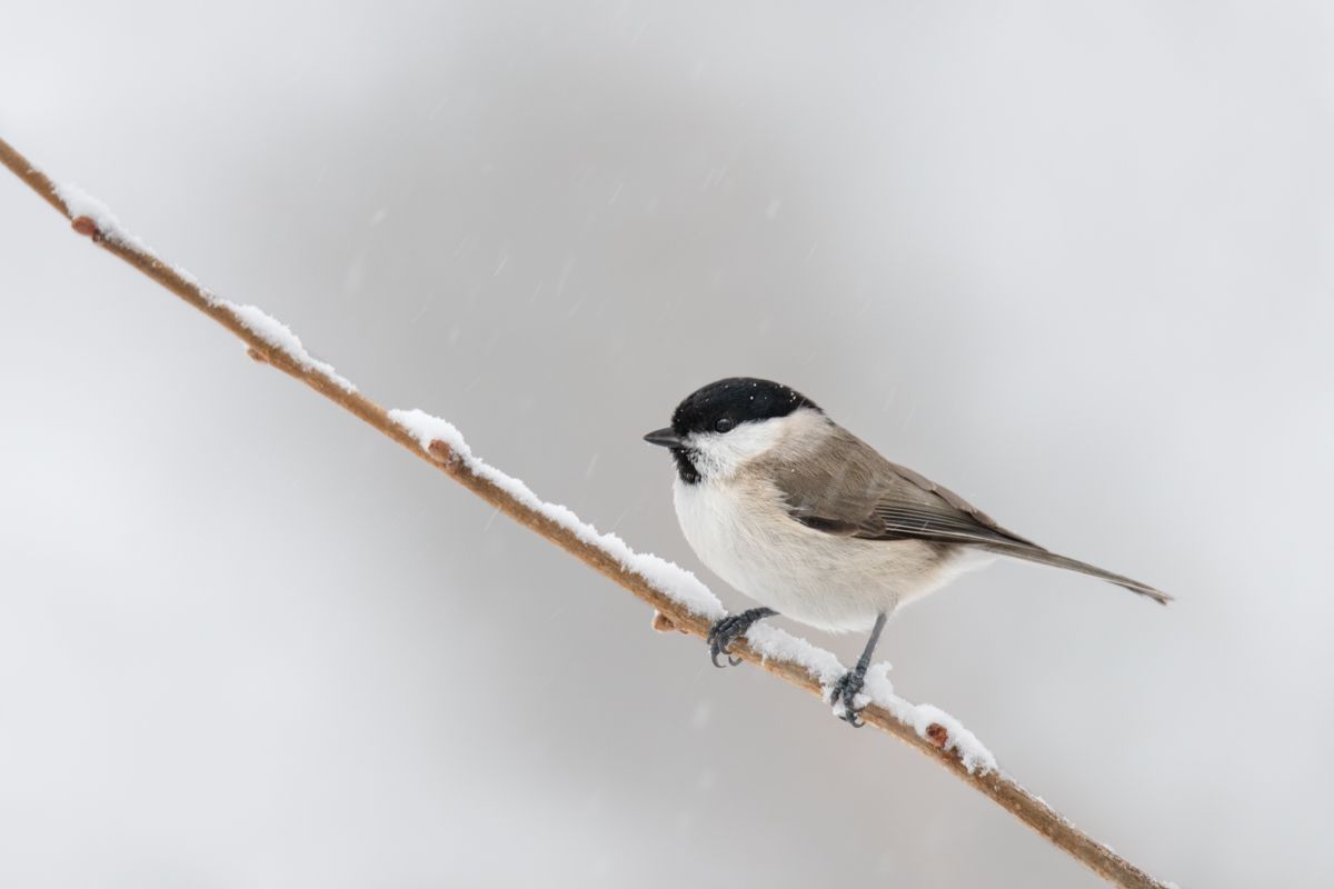 Gallery of songbirds, photographed by nature photographer Nicolas Stettler.